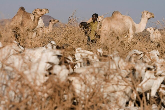 Des nomades au Kenya en pleine sécheresse. © FAO/Giulio Napolitano Des nomades au Kenya en pleine sécheresse. © FAO/Giulio Napolitano
